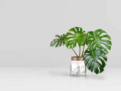 plantenbloemenshop